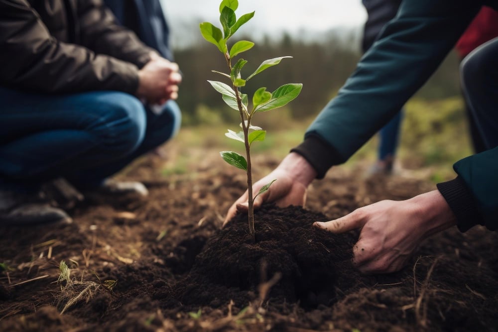 Plantation d’Arbres : Cultiver l’Harmonie avec la Nature